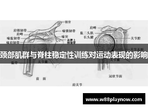 颈部肌群与脊柱稳定性训练对运动表现的影响